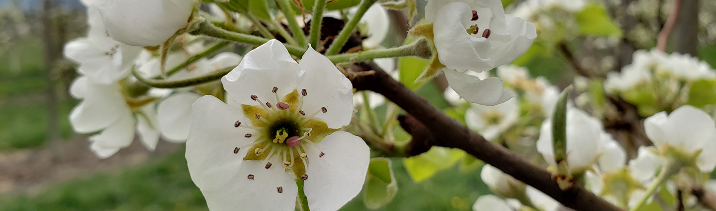 WS Banner Pear blossoms with trees in background