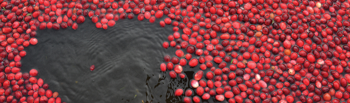 WS Banner 1121 - 23 Cranberry 1