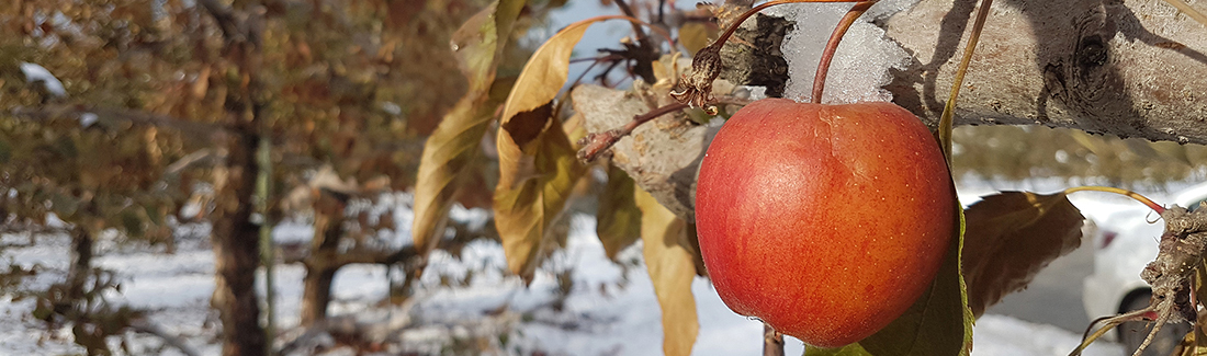 WS banner SM 218 Apple in snow
